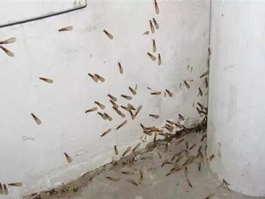 石排殺滅白蟻公司白蟻防治可盡早實施，降低白蟻危害